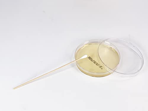 Sabouraud Dextrose Agar (SDA), (10-Pack), Pre-Poured, 15x100mm Petri Plates, for The Cultivation, Isolation and Identification of Yeasts and Molds.