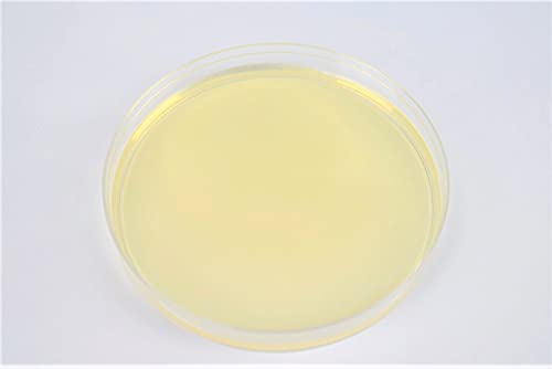 Sabouraud Dextrose Agar (SDA), (10-Pack), Pre-Poured, 15x100mm Petri Plates, for The Cultivation, Isolation and Identification of Yeasts and Molds.